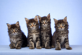 תמונה של קבוצת חתולים