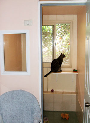 חתול בחדר הפנסיון, צופה מהחלון בחדר