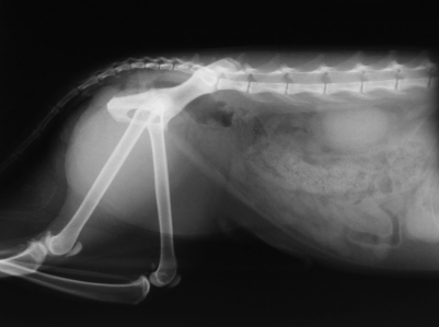צילום רנטגן של כלב